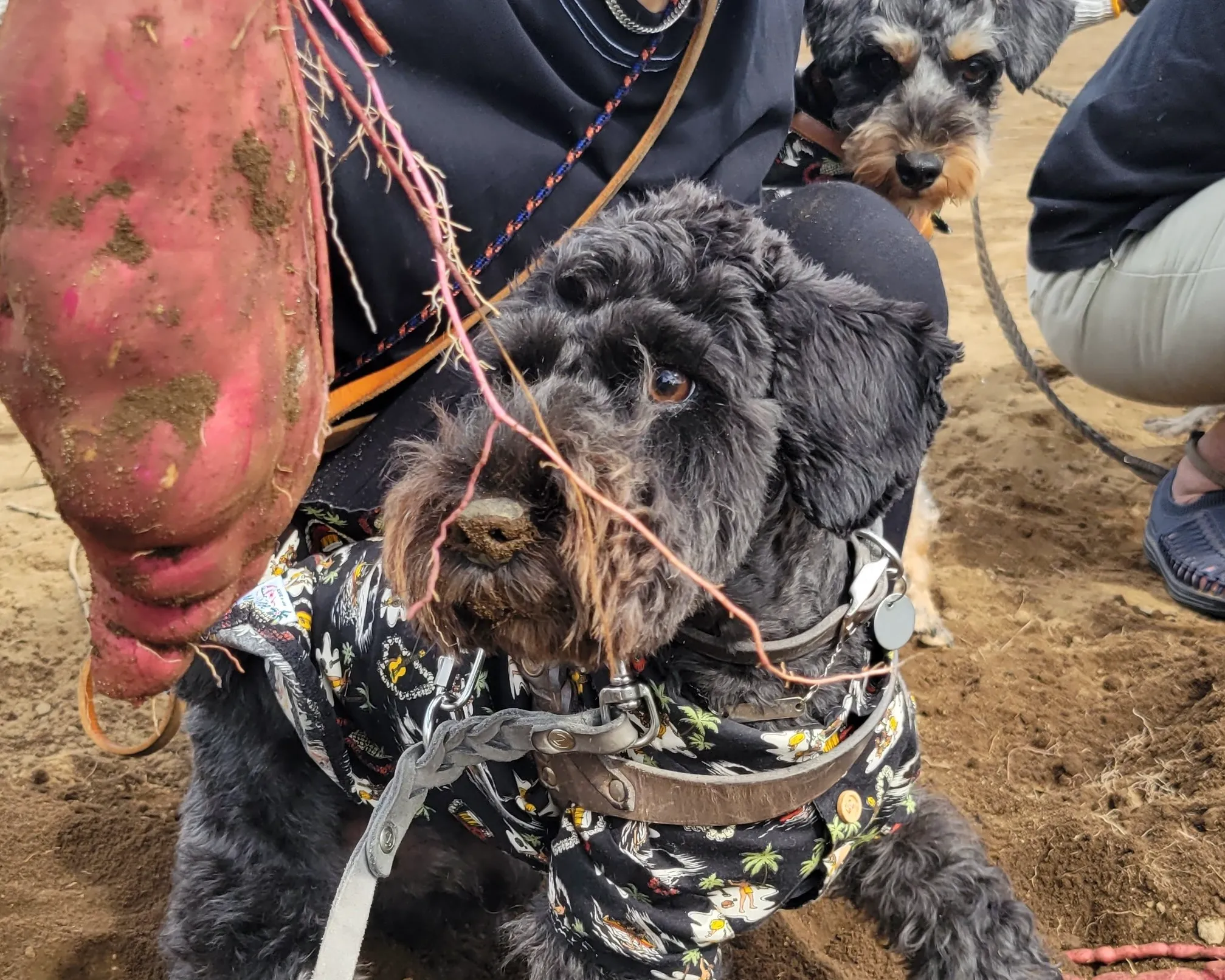 砂で汚れた犬