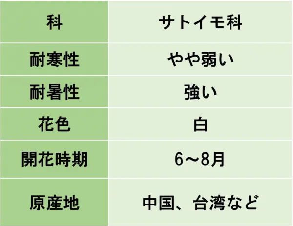 クワズイモ/特徴/表