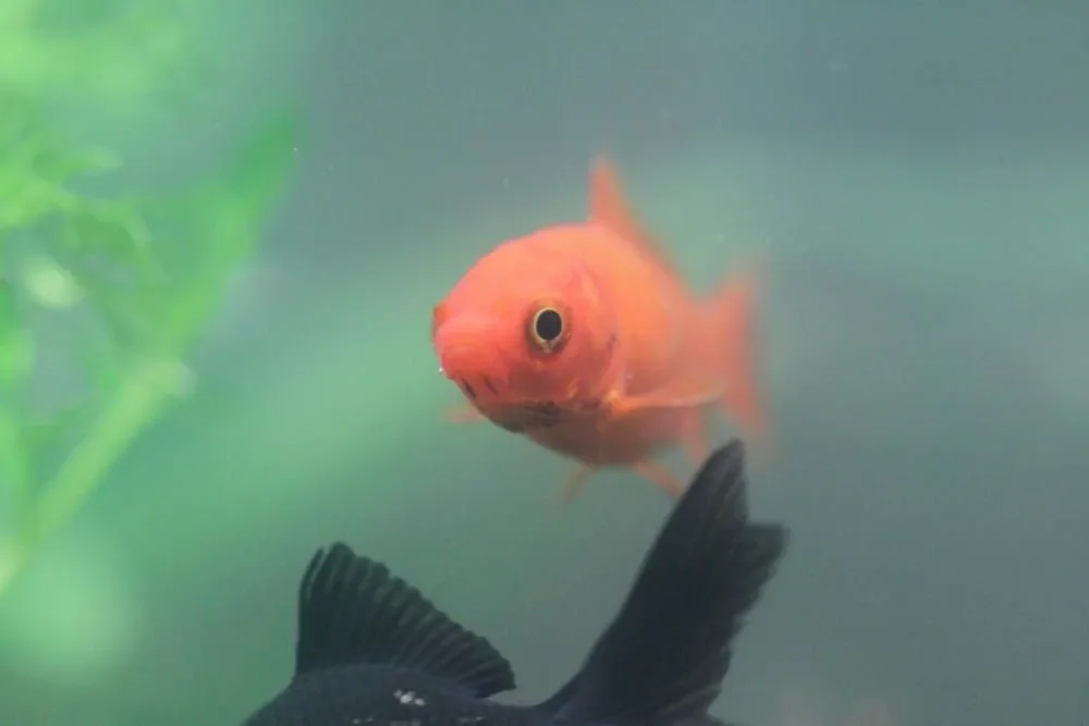 金魚