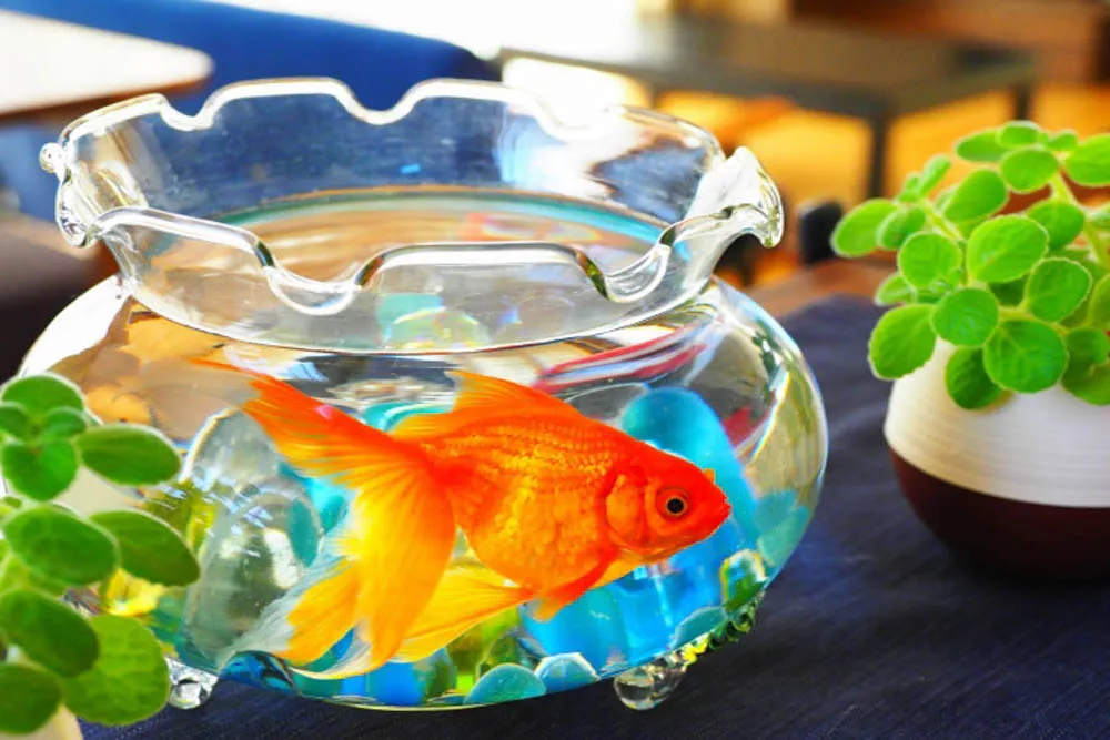 金魚