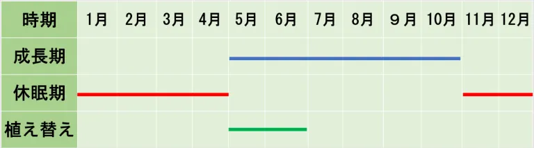 クワズイモ/特徴/表