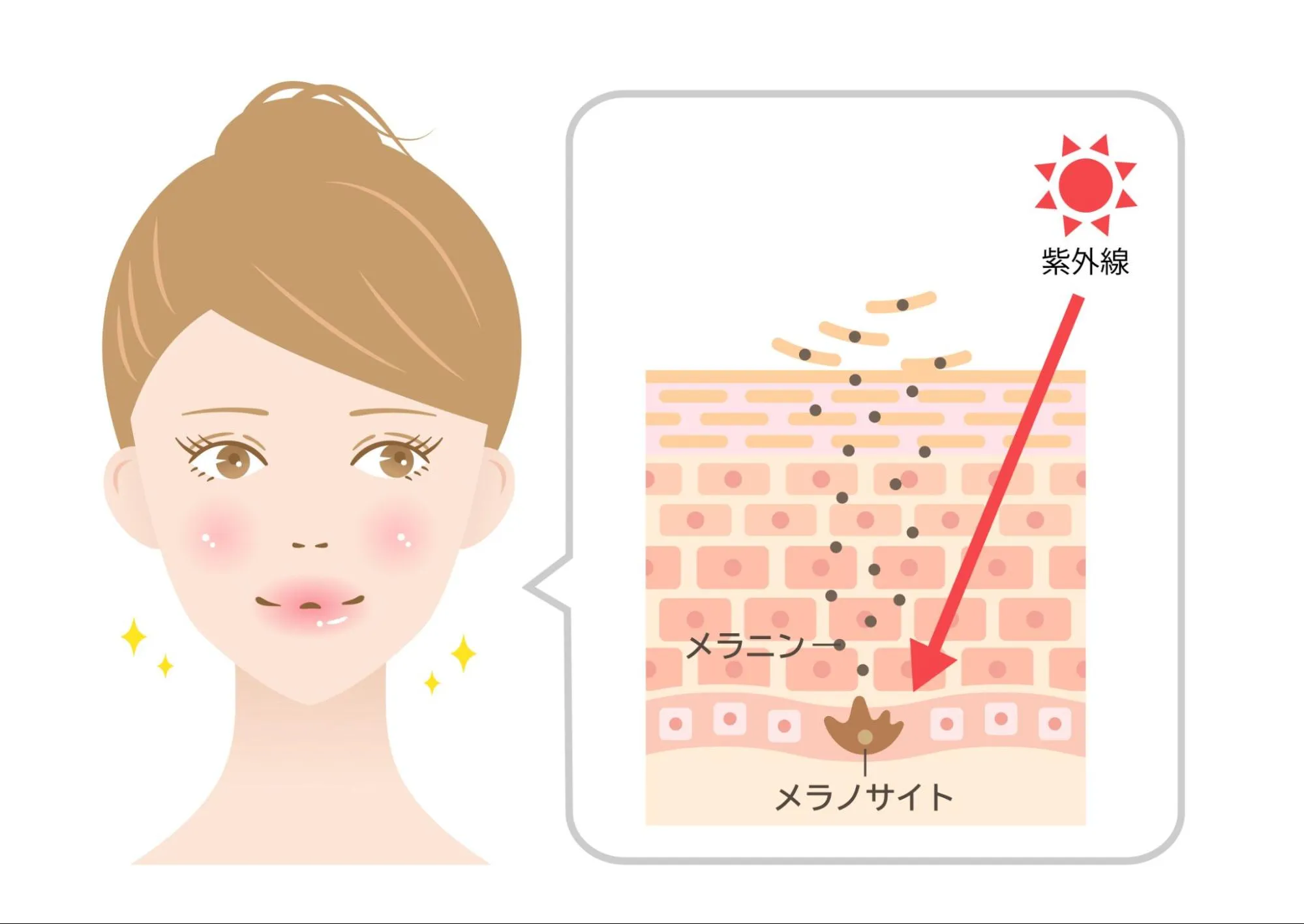美白の仕組み