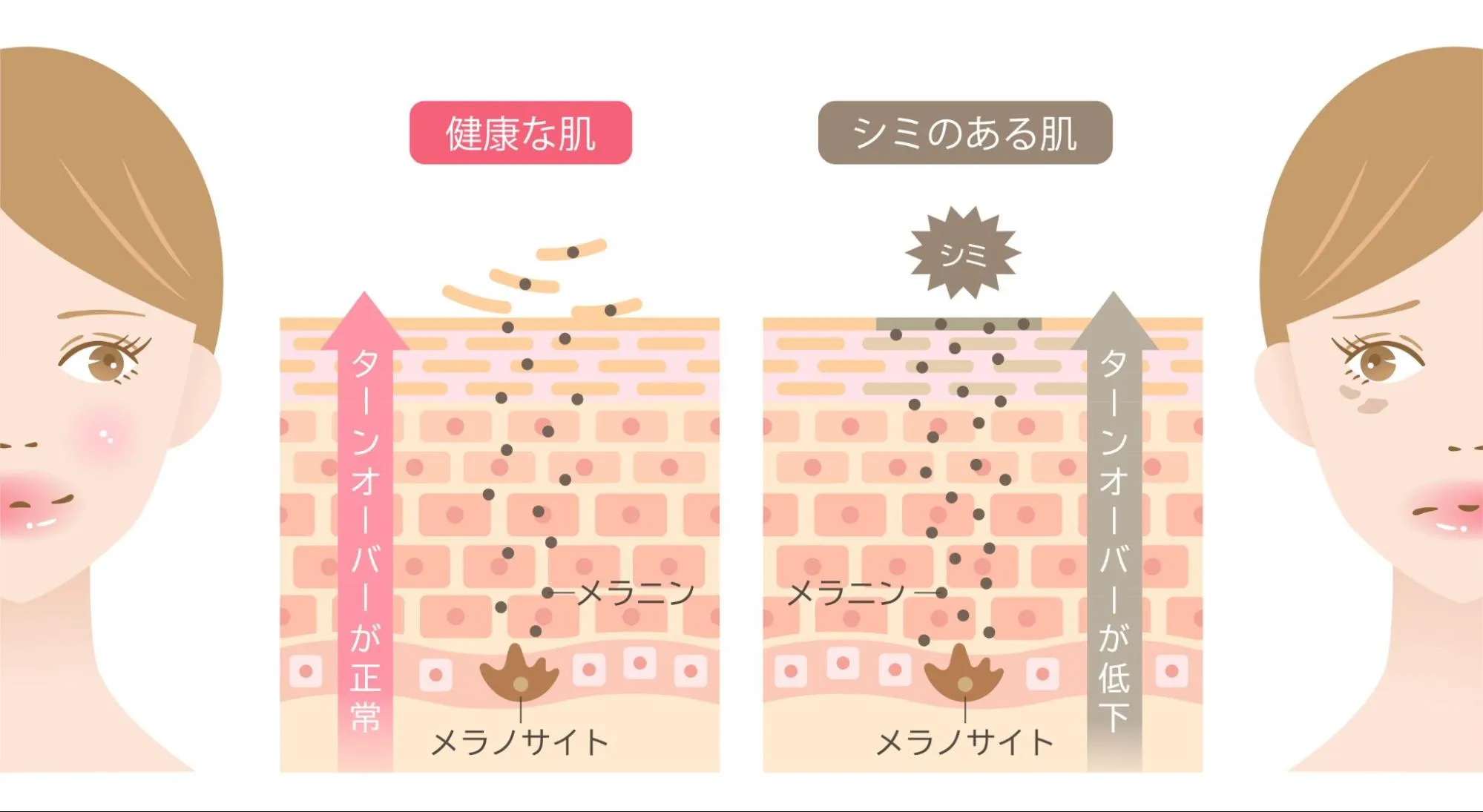 ターンオーバーと美白の仕組み