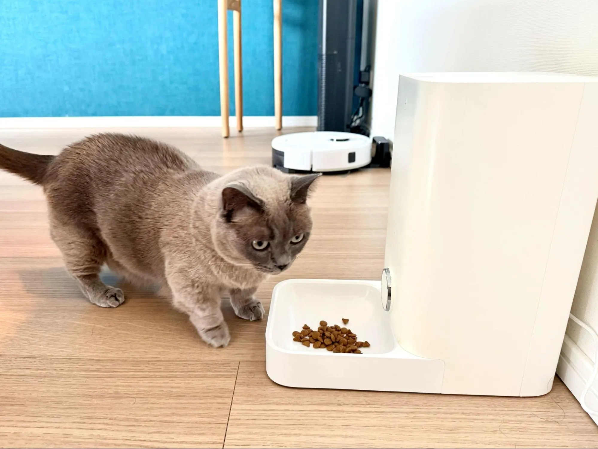 自動給餌器と猫