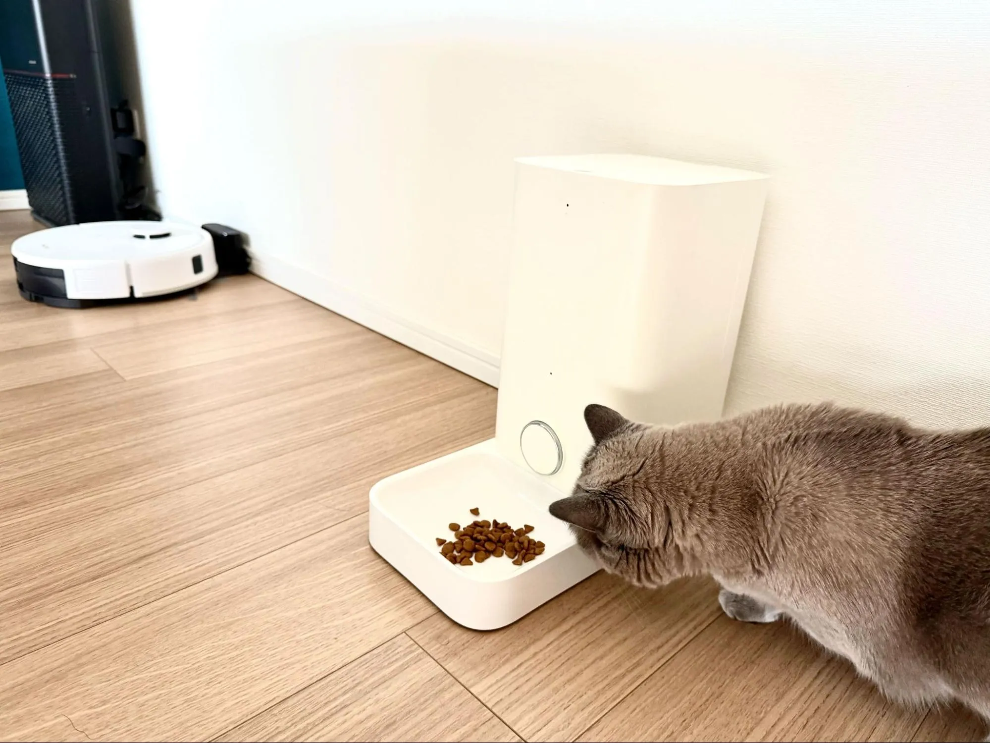 自動給餌器と猫