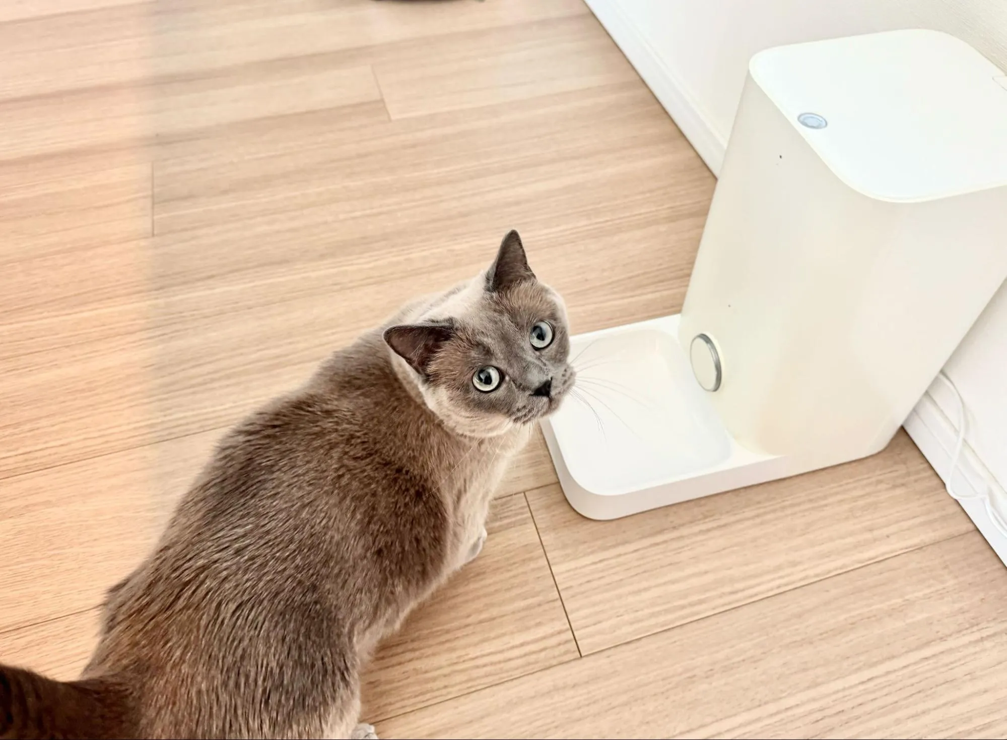 自動給餌器と猫