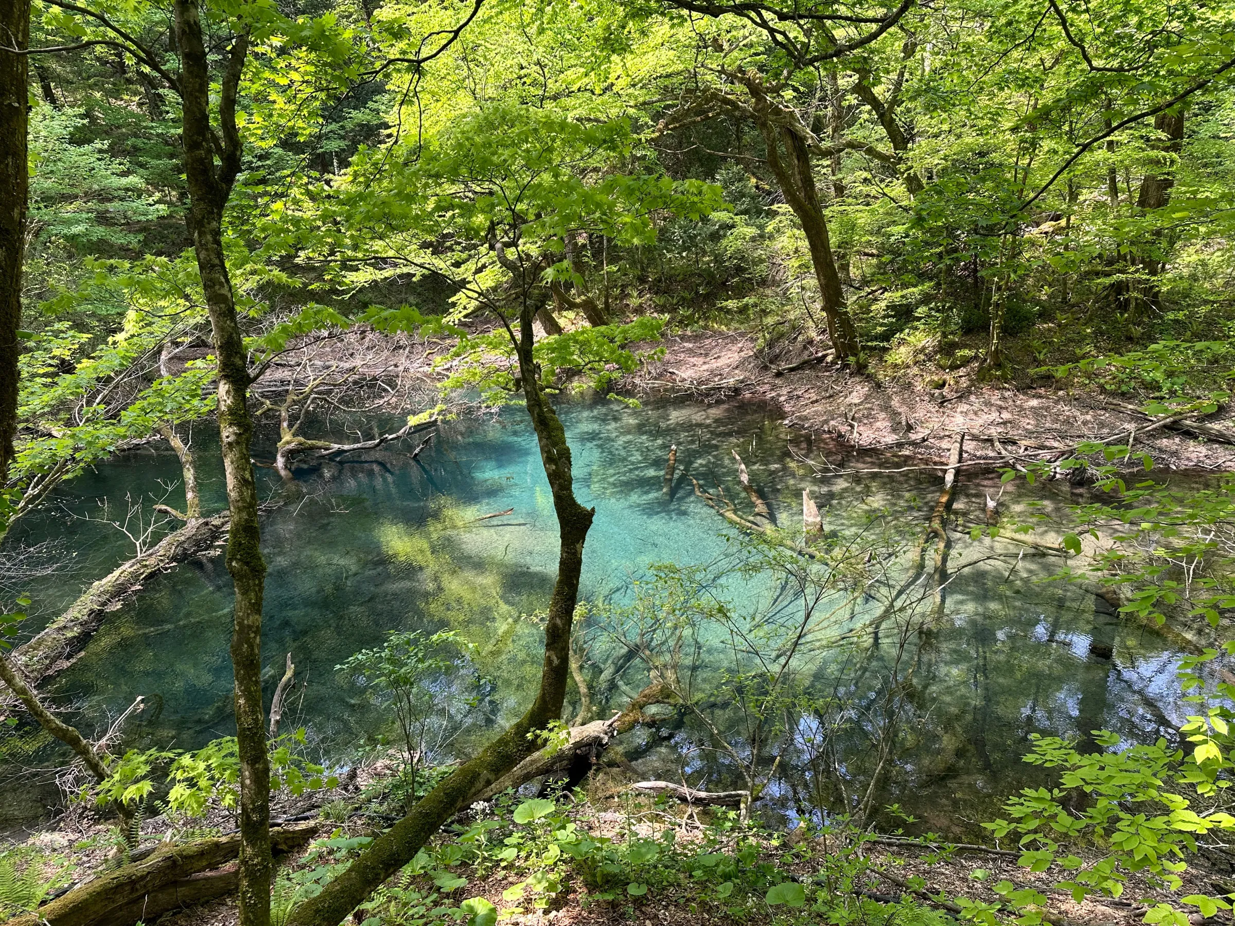 白神山地の青池