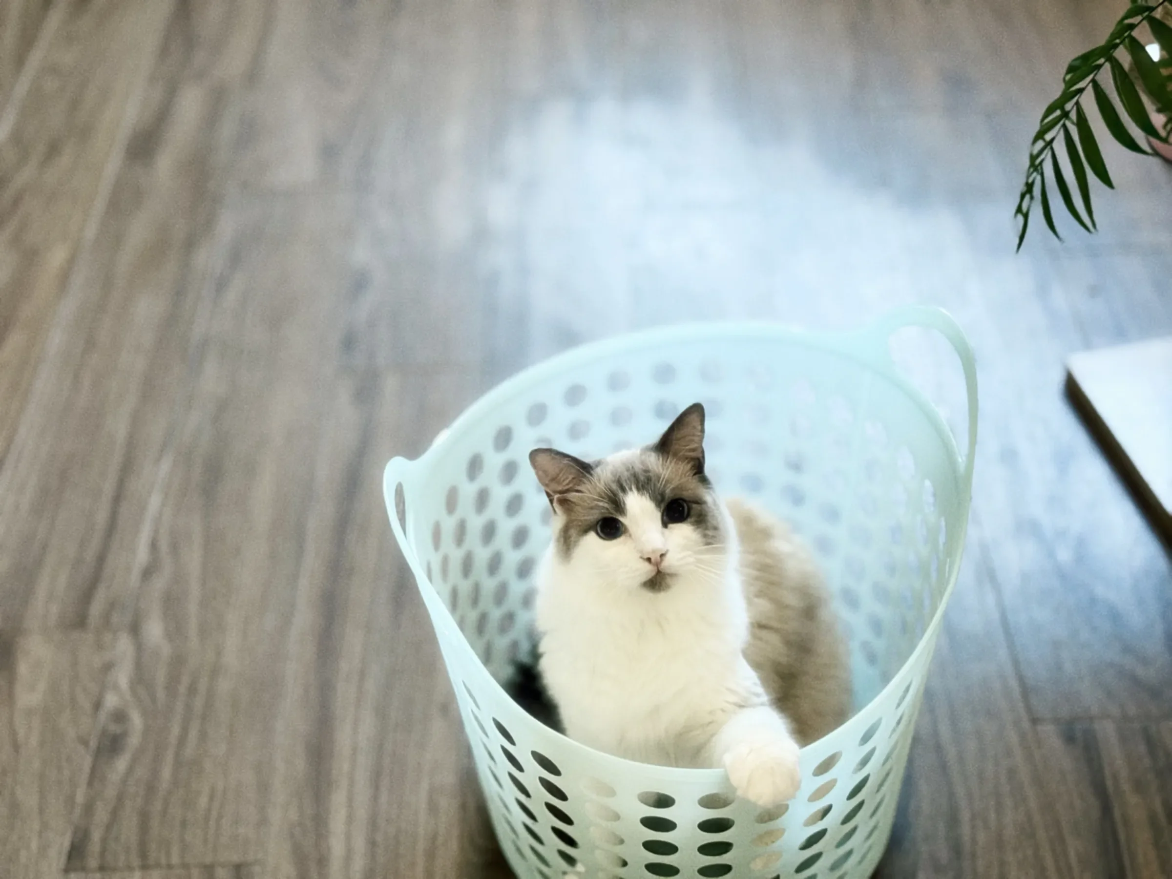 ランドリーバスケットに入る猫