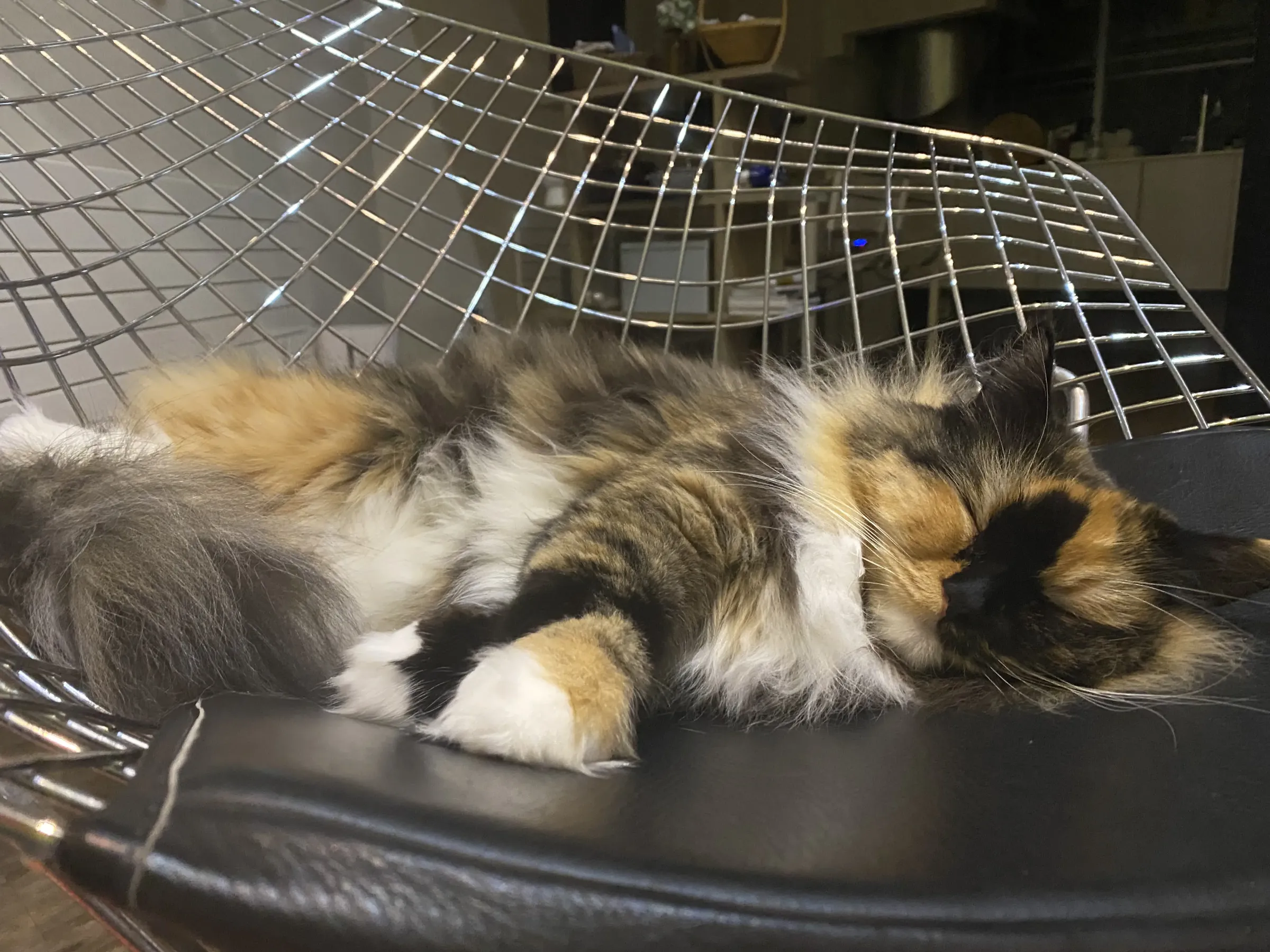 長毛の猫