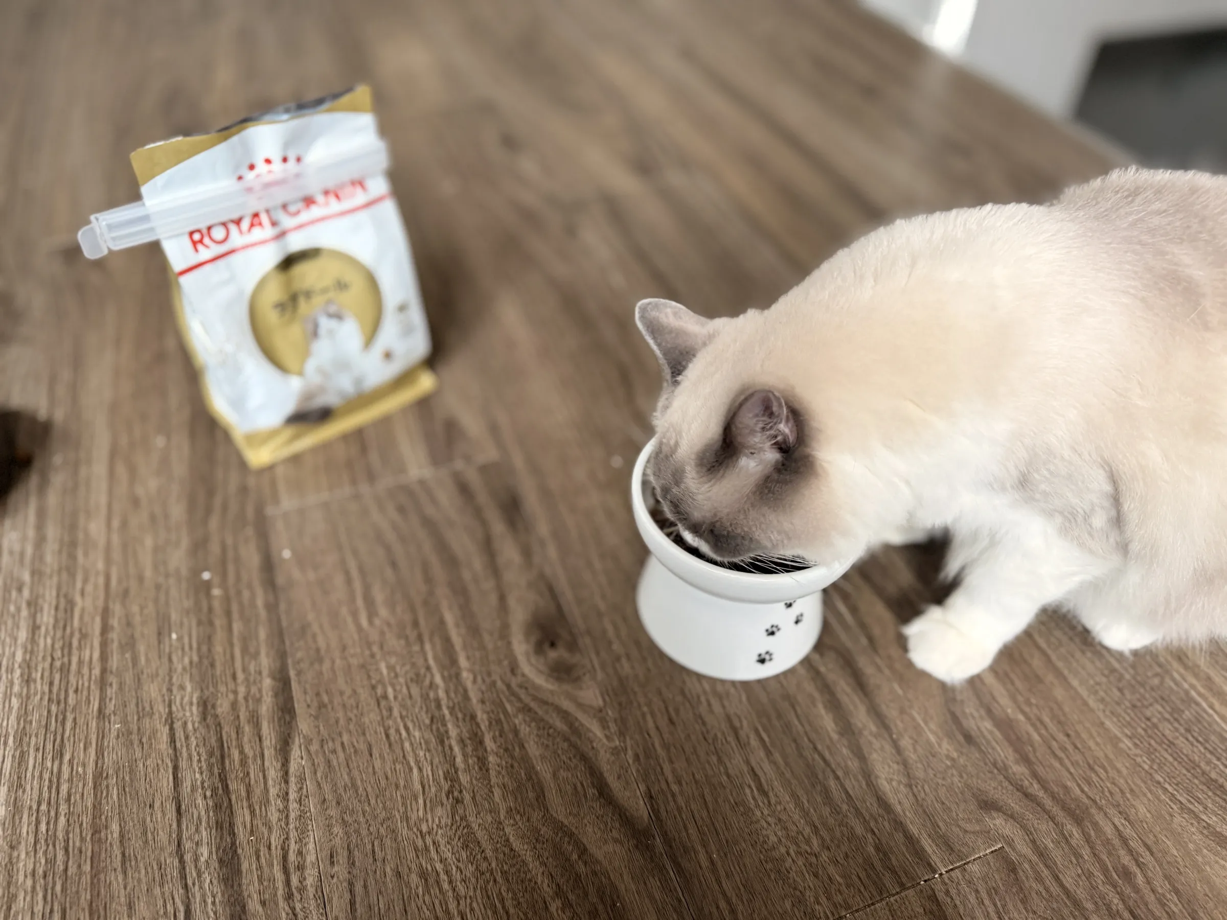 キャットフードを食べる猫