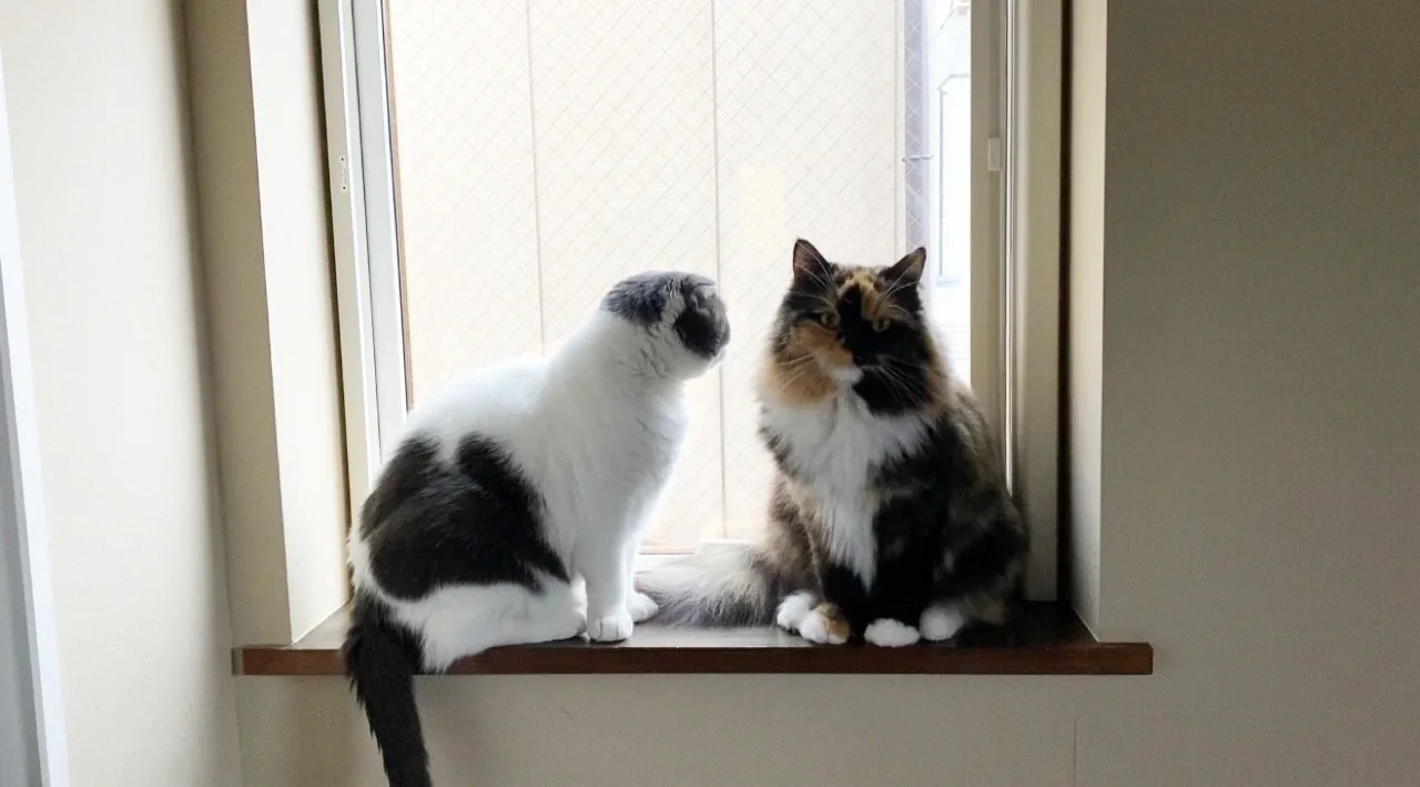 2匹の猫