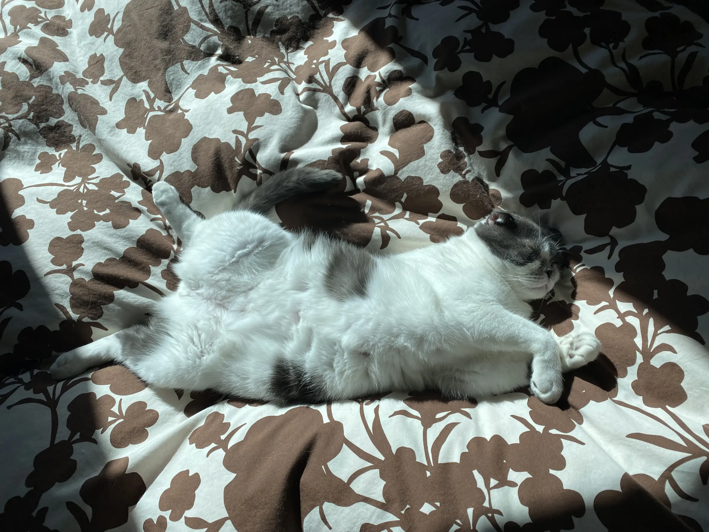 伸びている猫