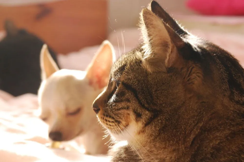 猫と犬