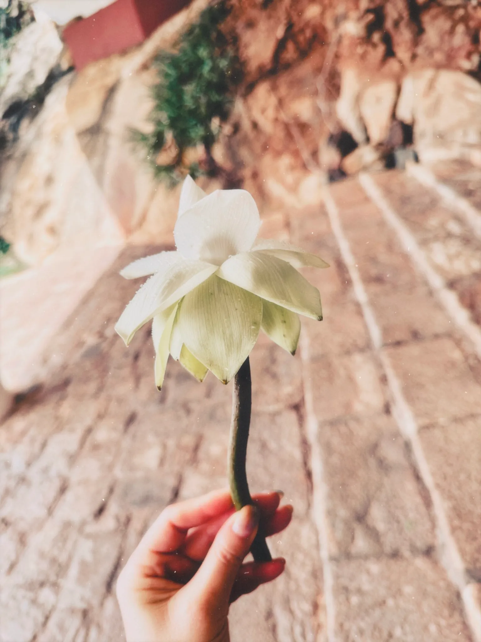 スリランカ旅行